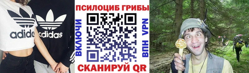 сколько стоит  Кропоткин  Галлюциногенные грибы Psilocybine cubensis 
